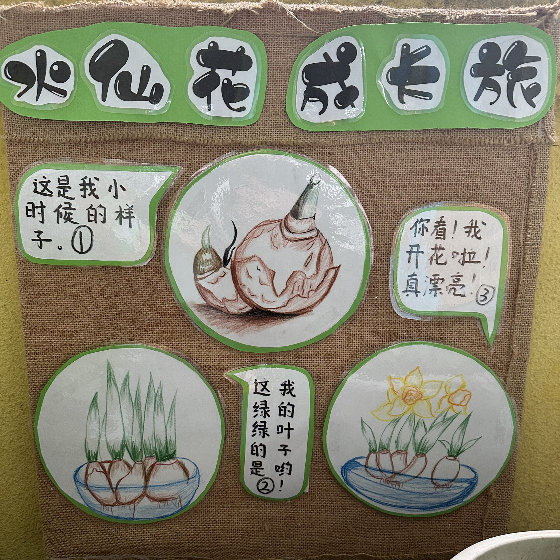 水仙花生长记录统计表图片