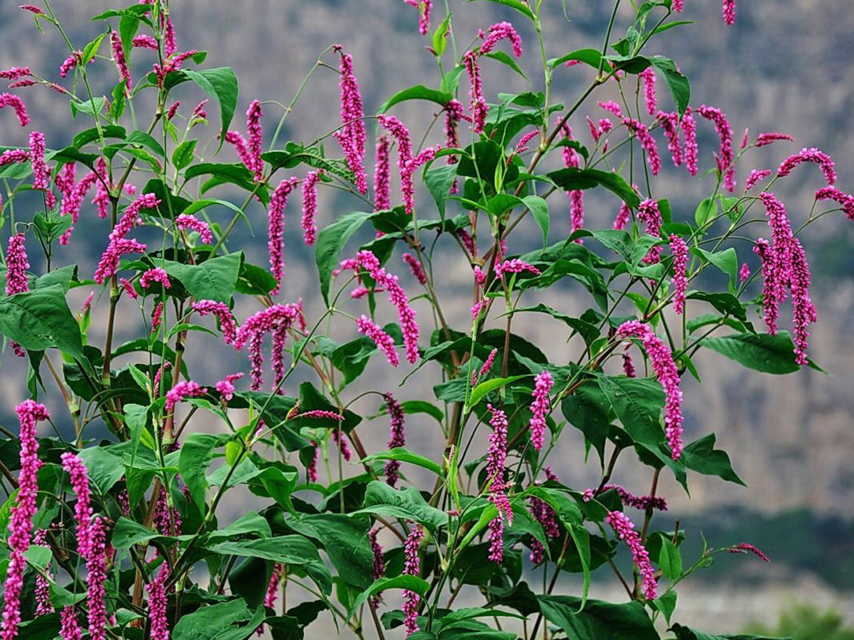 每日一花|红蓼花 红蓼花:别名水红花,狗尾巴花等,蓼科,蓼属一年生草本