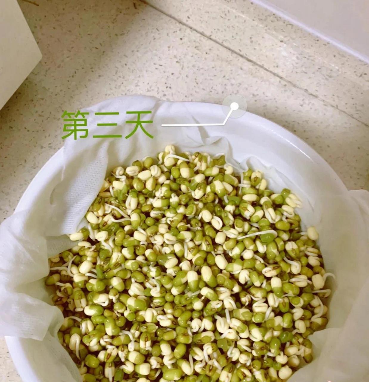 在人体中发芽的豆子图片