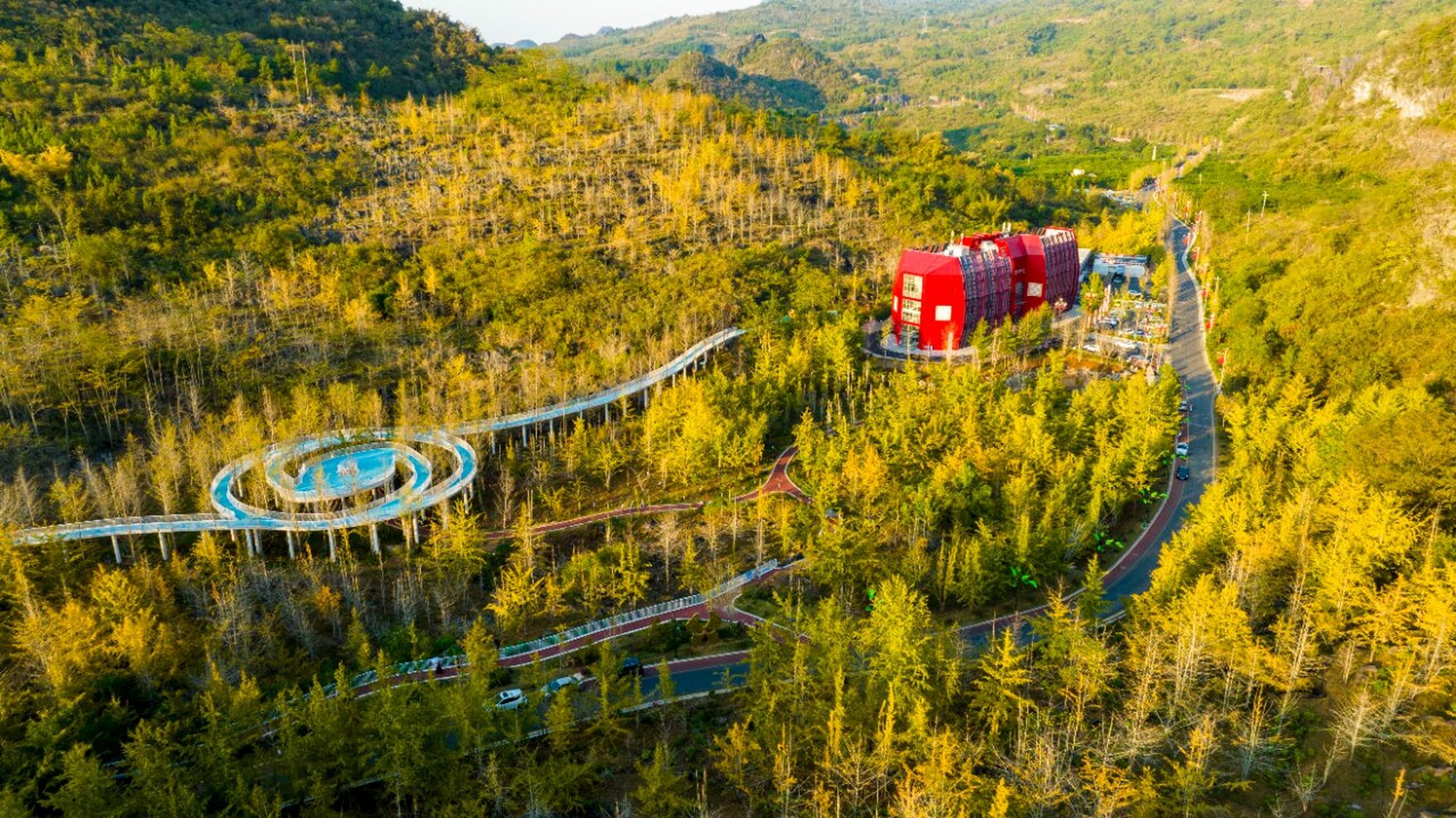 秋日石漠公园 银杏林的金秋风光 举目望去 无数的银杏树高耸入云 宛如