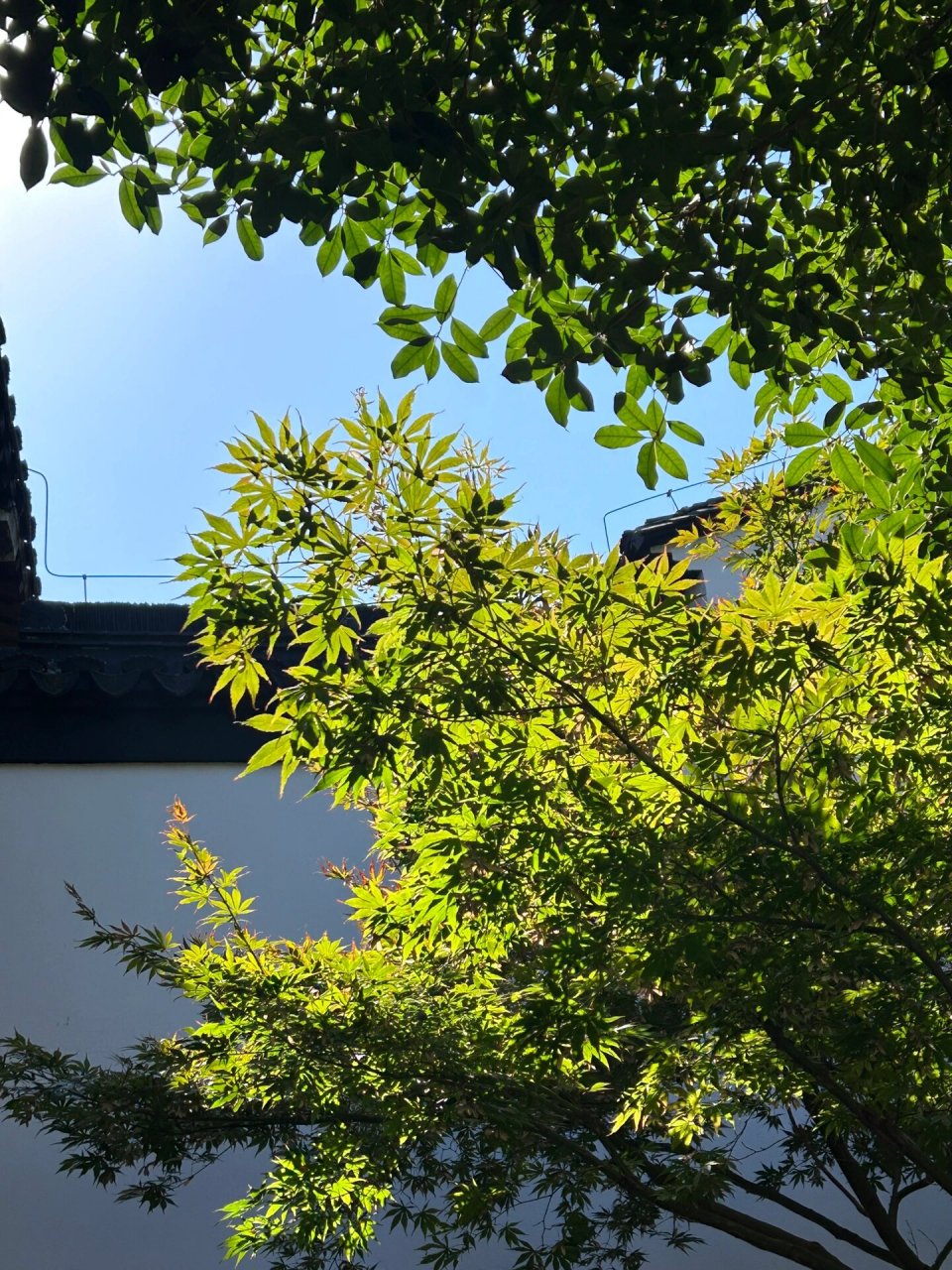 南京citywalk之甘熙故居(南京民俗博物馆) 今天去打卡了海清老师的家