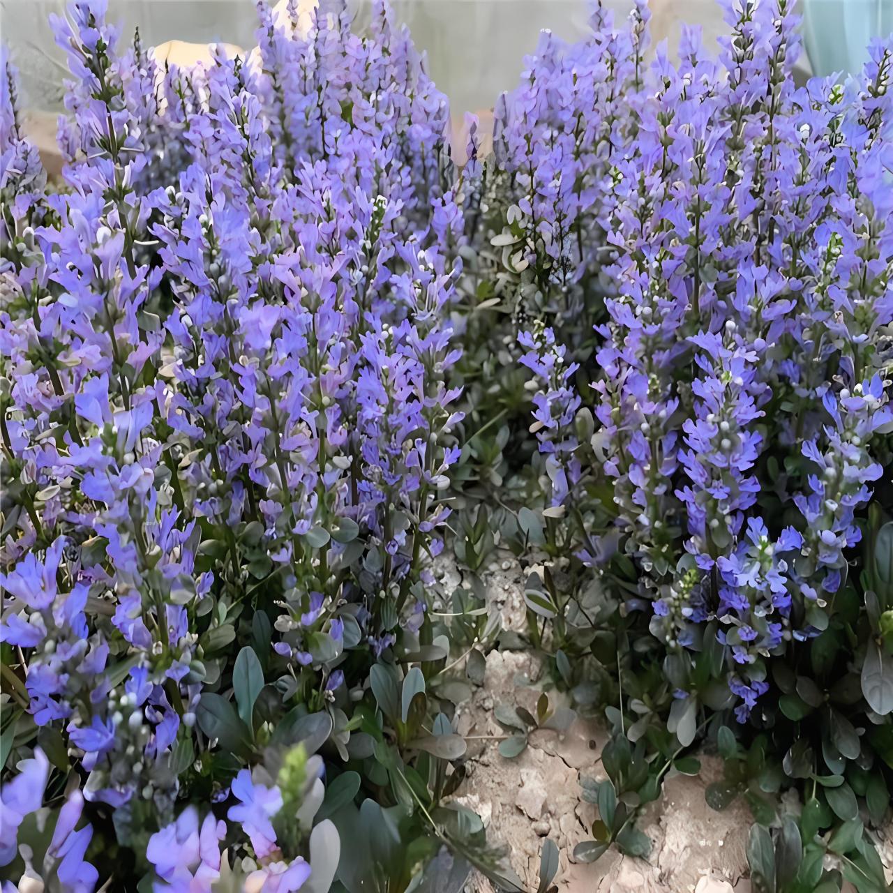 筋骨草的图片 筋骨草是多年生草本植物,根系发达,叶子细长,花朵小巧