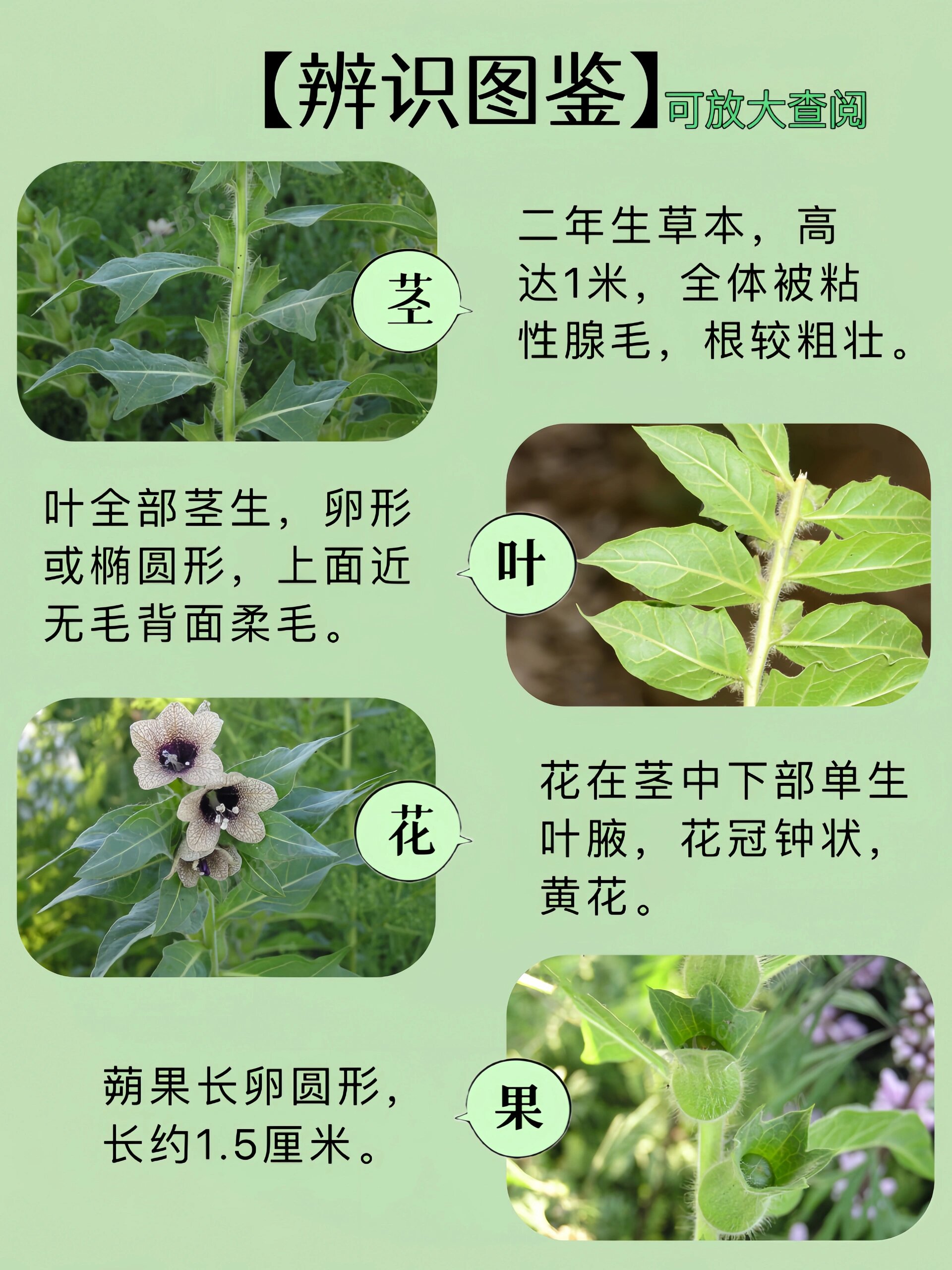 03361野菜|天仙子,又一剧毒植物,来认识一下!