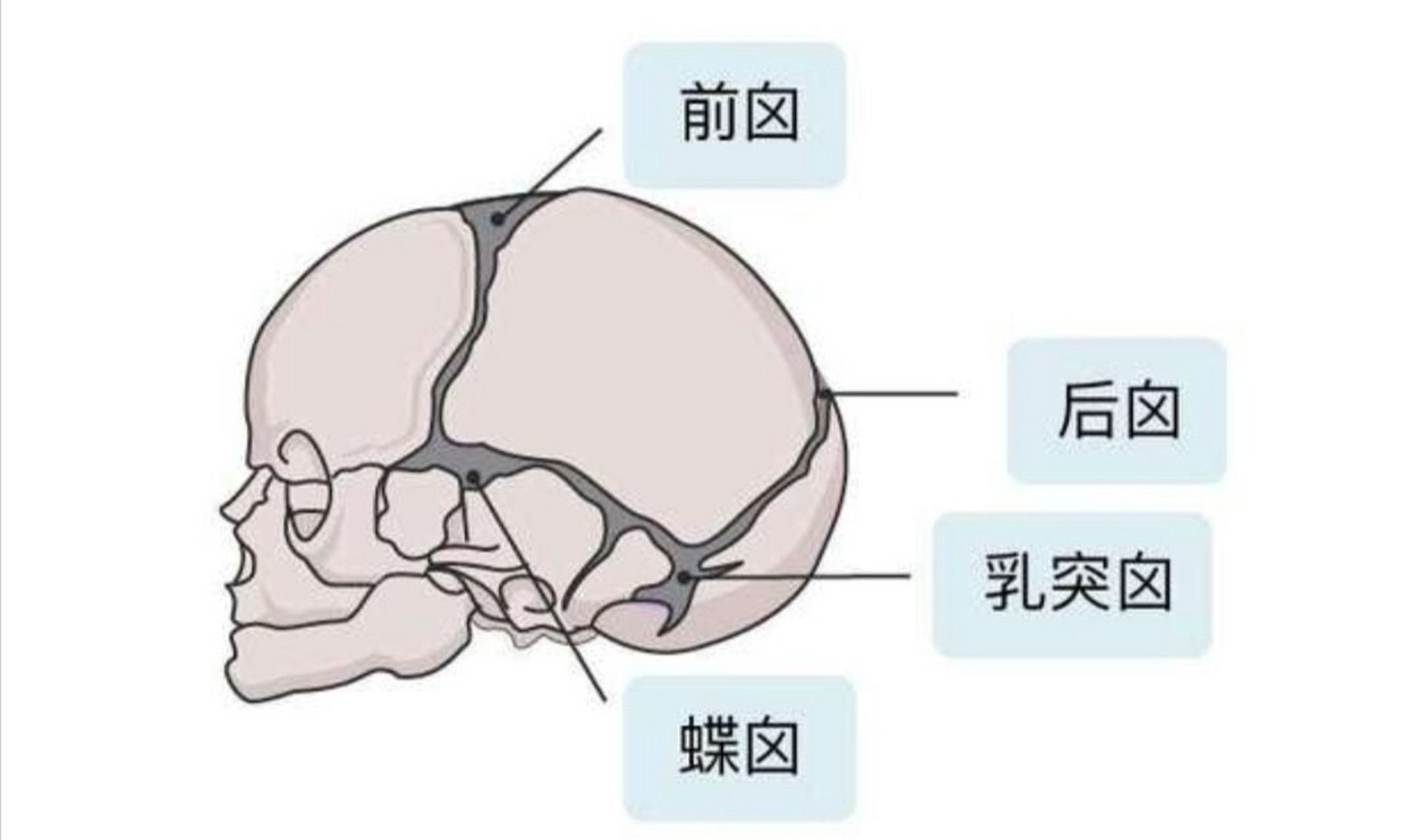 乳突骨位置图片