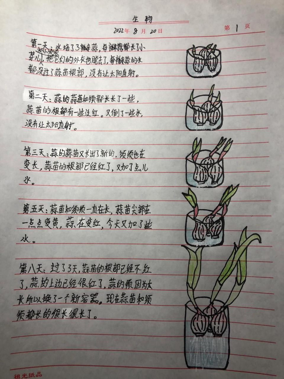 蒜的生长过程 蒜的生长过程 分别写的是第一天,第二天,第三天,第五天