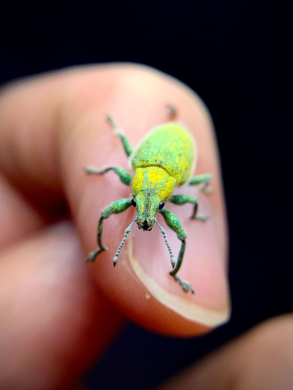 绿色小象98 绿鳞象甲,身上像贴了金粉,闪闪的[害羞]#昆虫# #甲虫