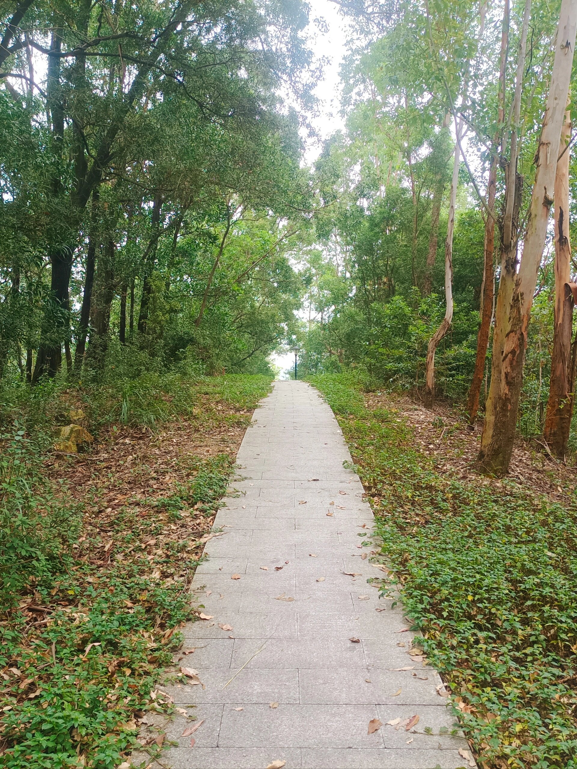 深圳石芽岭公园