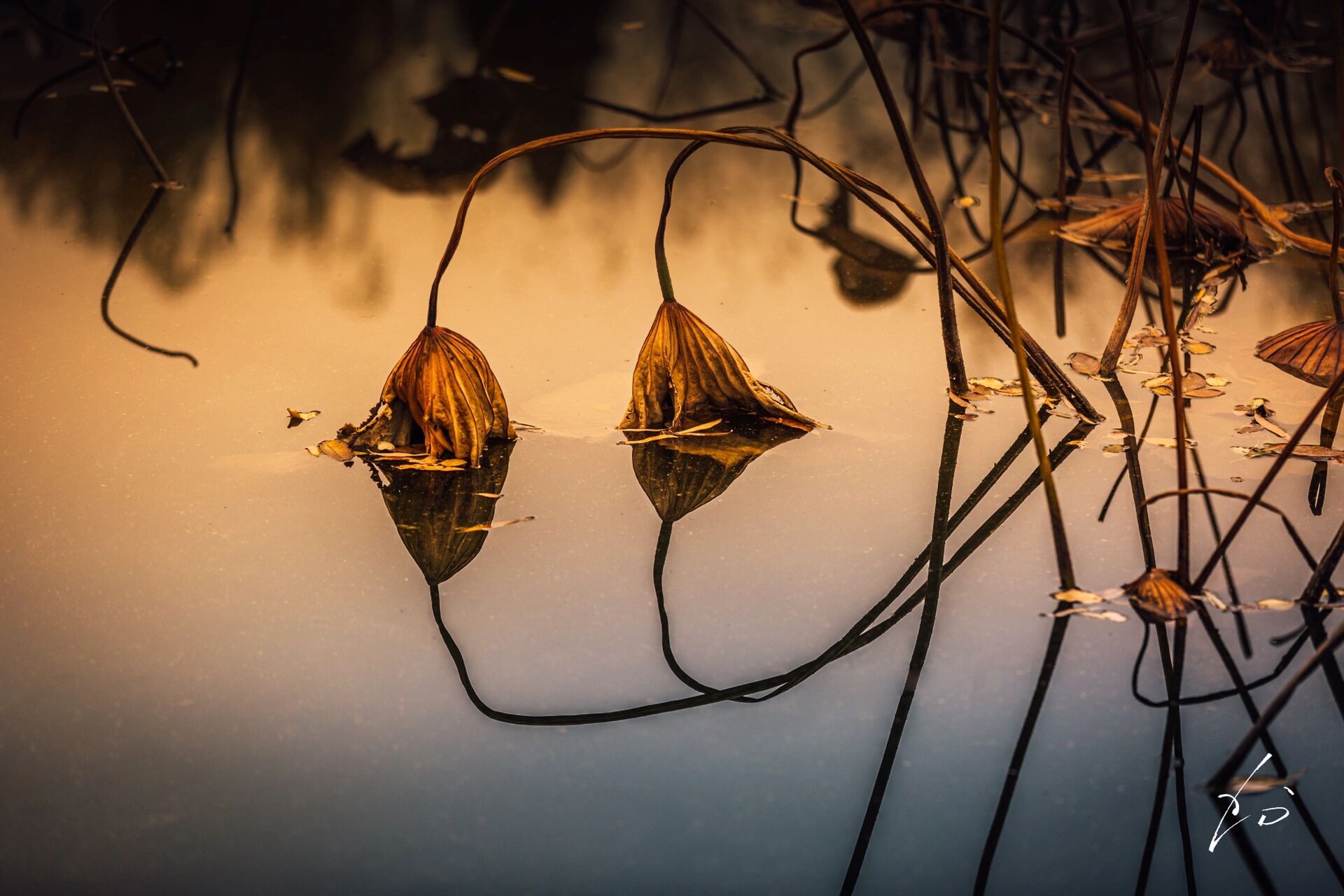 残荷之美 一池暮光如诗画,风骨残荷绽余晖.