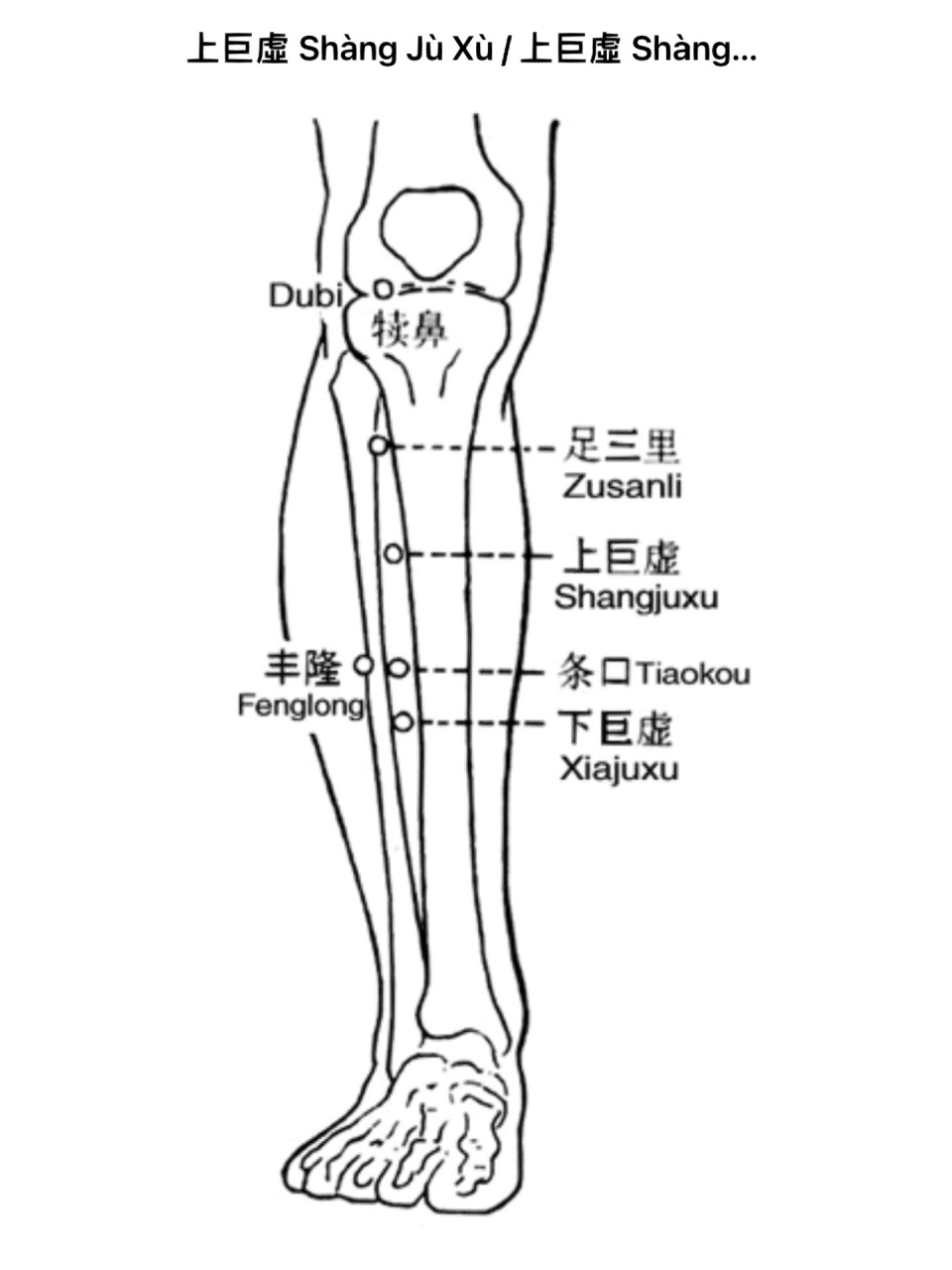 上巨虚的位置图片