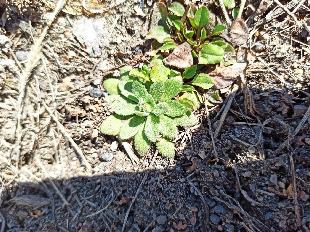 东北野草花(十)葶苈 十字花科葶苈属二年生草本植物.