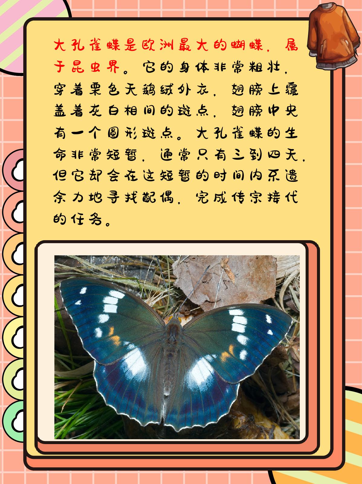 大孔雀蝶昆虫记内容概括
