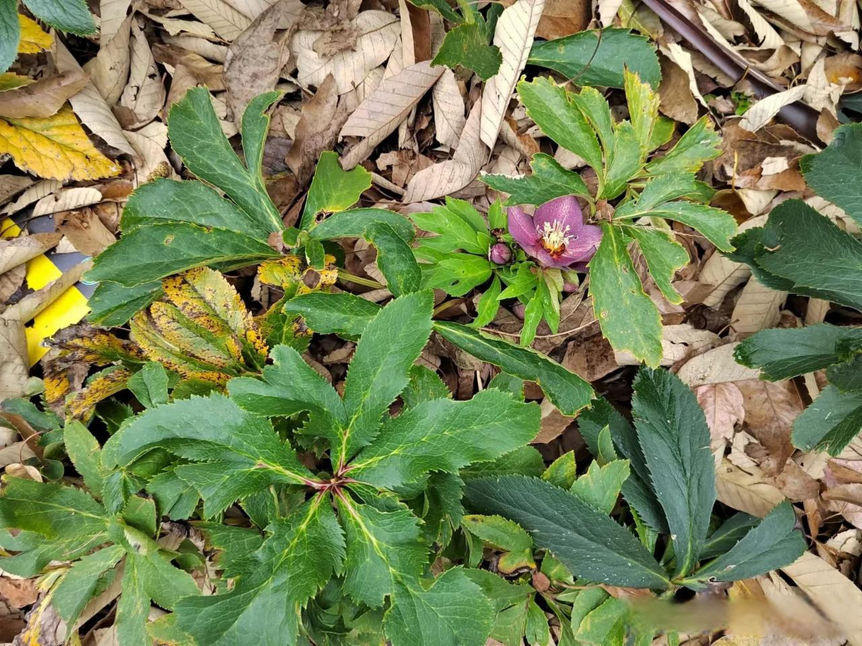 铁筷子:毛茛科铁筷子属的多年生植物,别名圣诞玫瑰,双铃草,冰凉花等