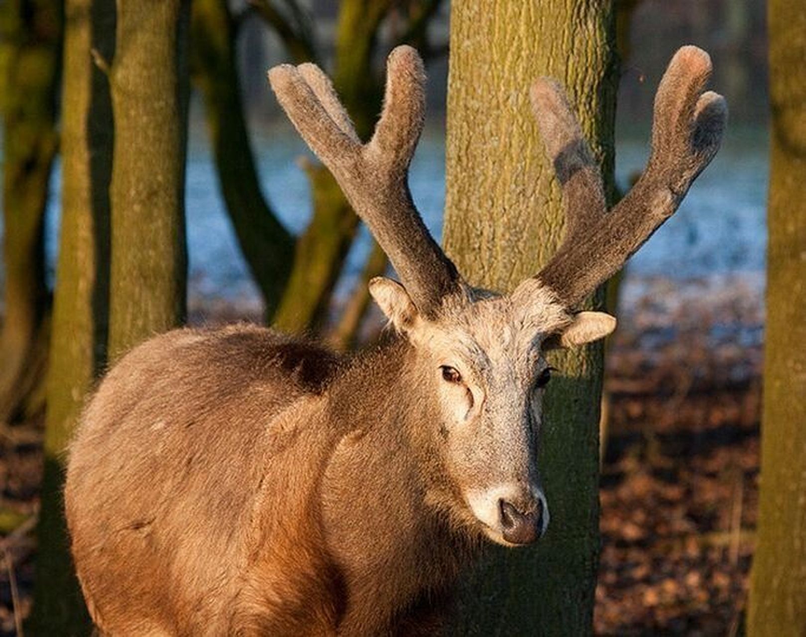 国家级一级重点保护野生动物——麋鹿 麋鹿(学名:elaphurus