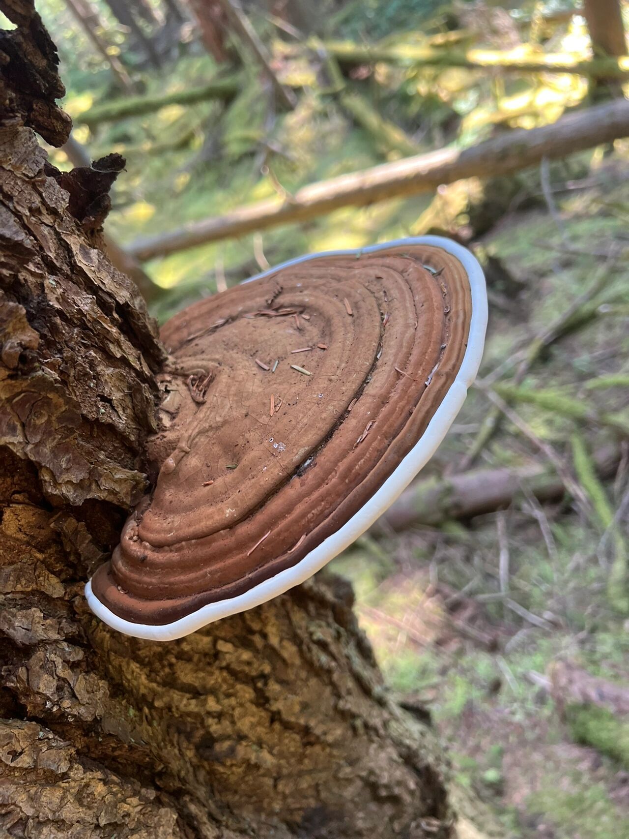 图一:红缘拟层孔菌,图二:加拿大森林常见的树舌灵芝.有药效,多年生.