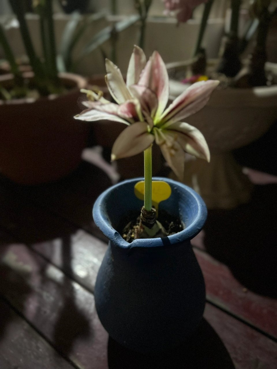 朱顶红-蜻蜓06,唯美灵动的品种-开花图9393 朱顶红-蜻蜓,灵动