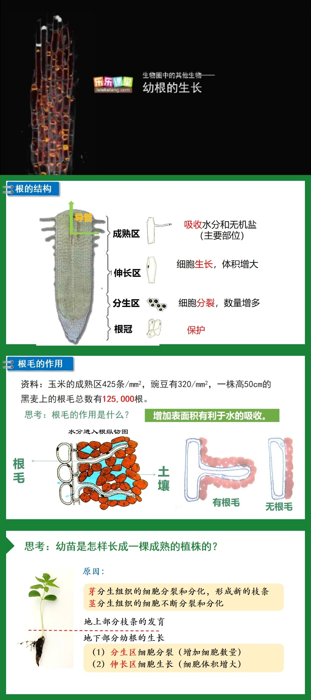 豆芽的根茎叶结构图图片