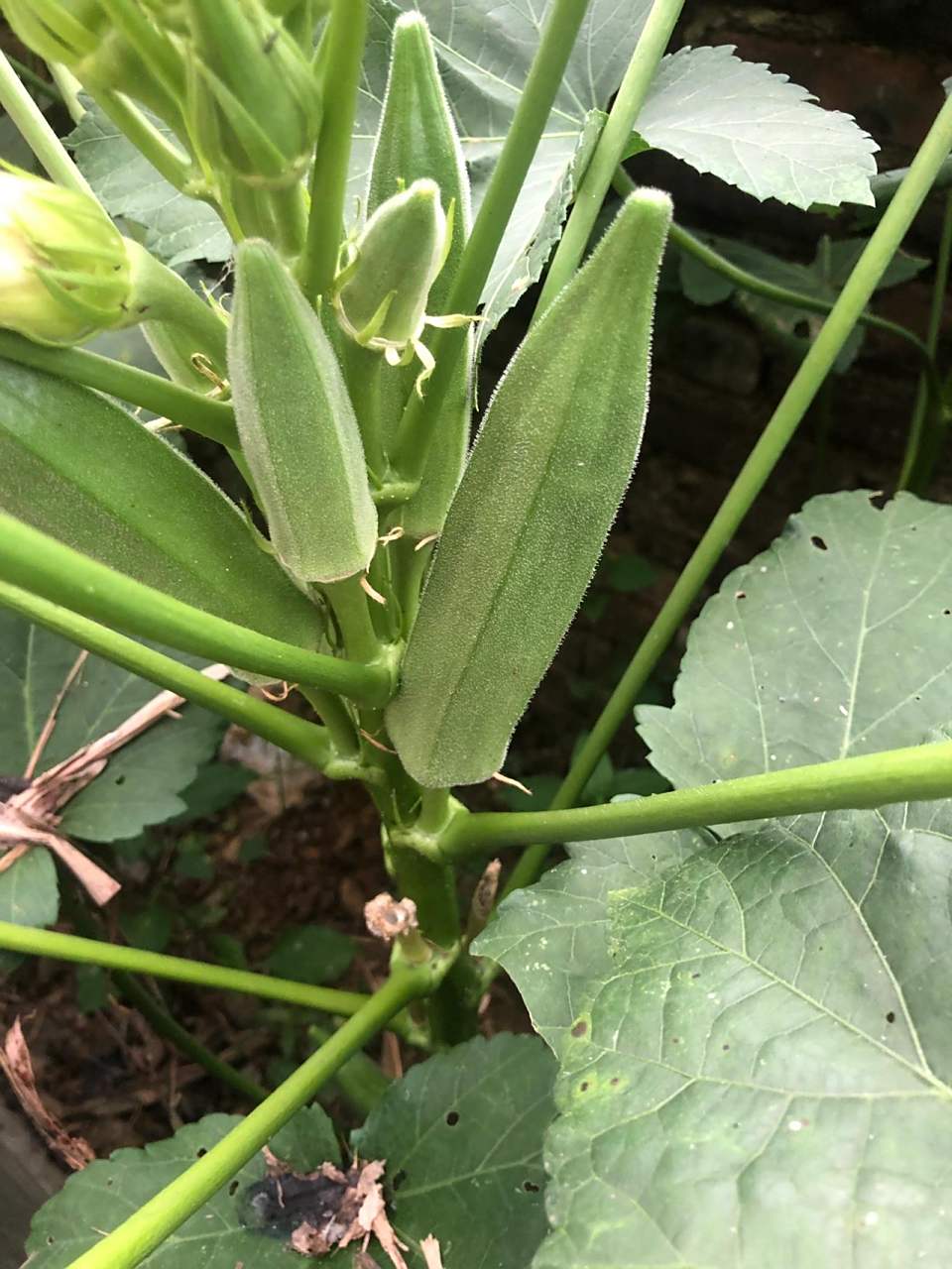 原来秋葵树长这样