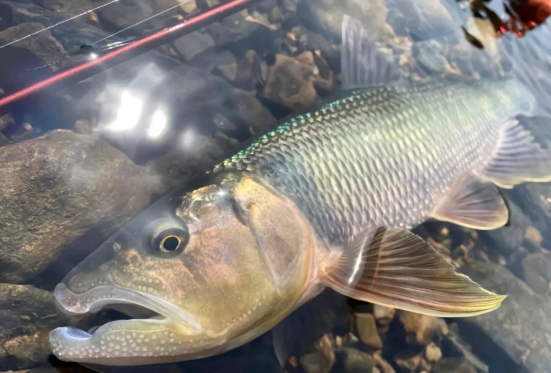 巨型马口!哪里有? 这图不是我,都是我看到的,借用的!