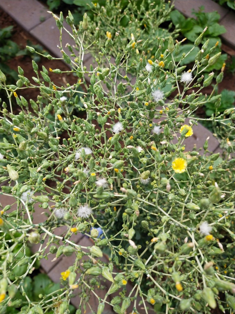 生菜种子原来长这样 几颗长老了的生菜慢慢开花接籽了,长相和蒲公英一