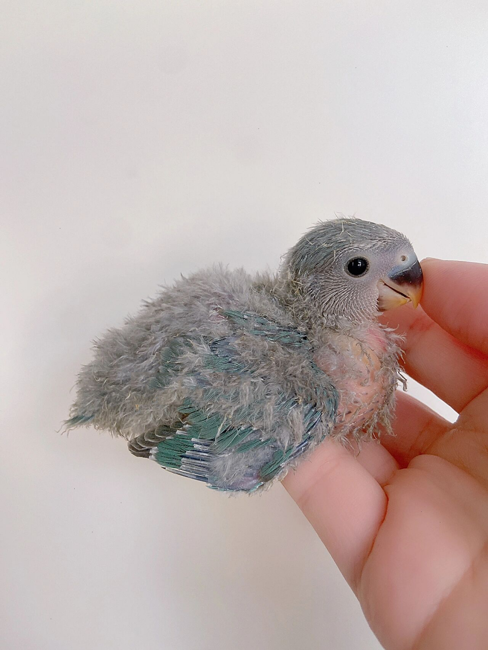 神仙色推荐高纯松石蓝银牡丹鹦鹉 麻豆是自家鸟爸和他的宝贝儿子鸟妈