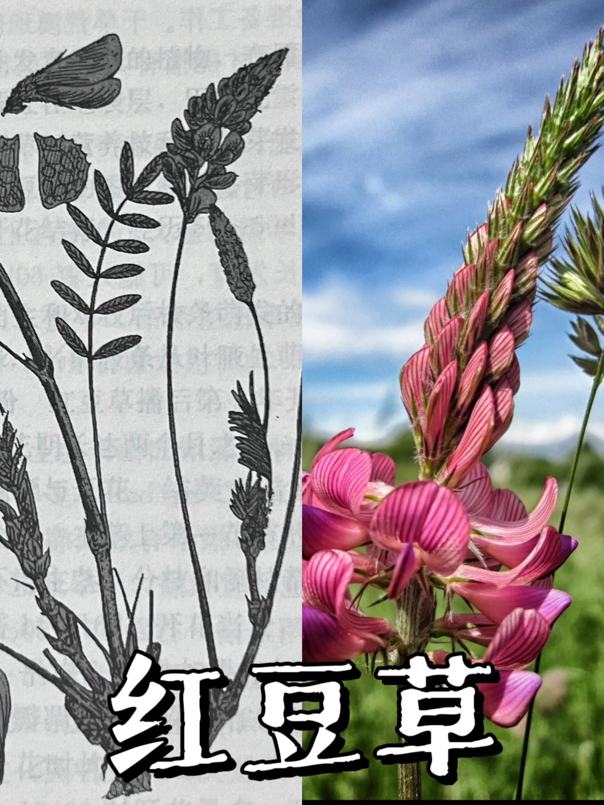 它的茎直立中空心叶子长圆状披形或披针状花冠玫瑰红色旗瓣倒圆形