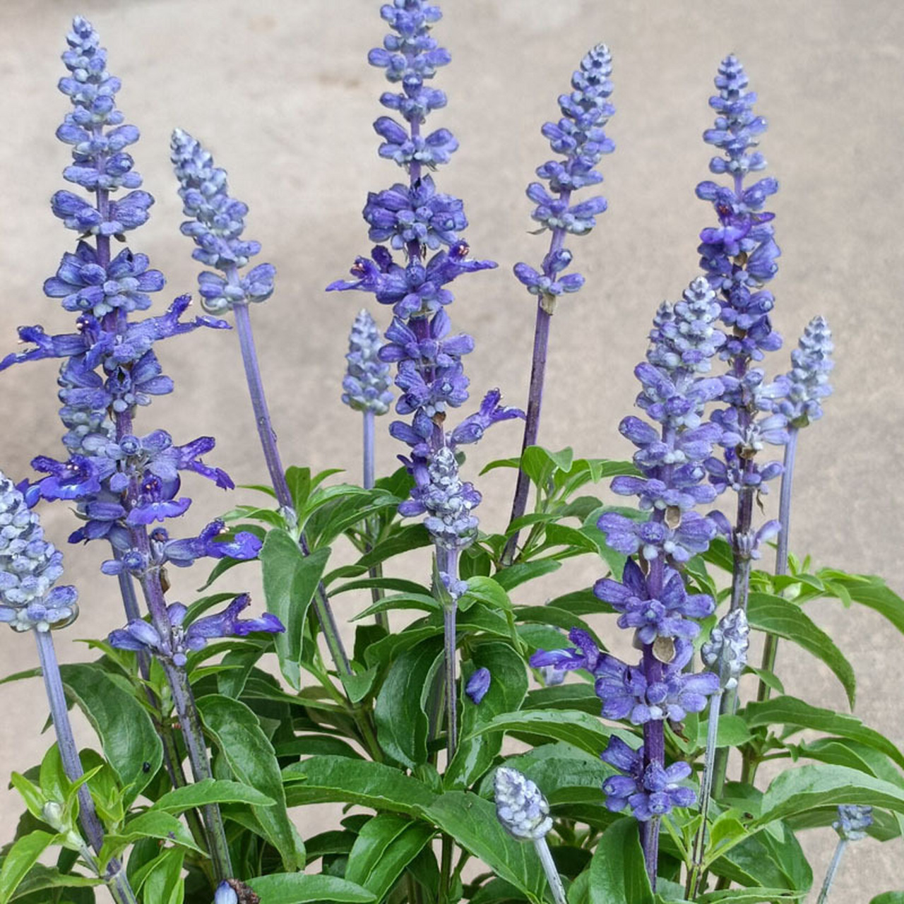 萨丽芳鼠尾草稀有青花瓷色 萨丽芳天蓝色超级鼠尾草一年生或多年生