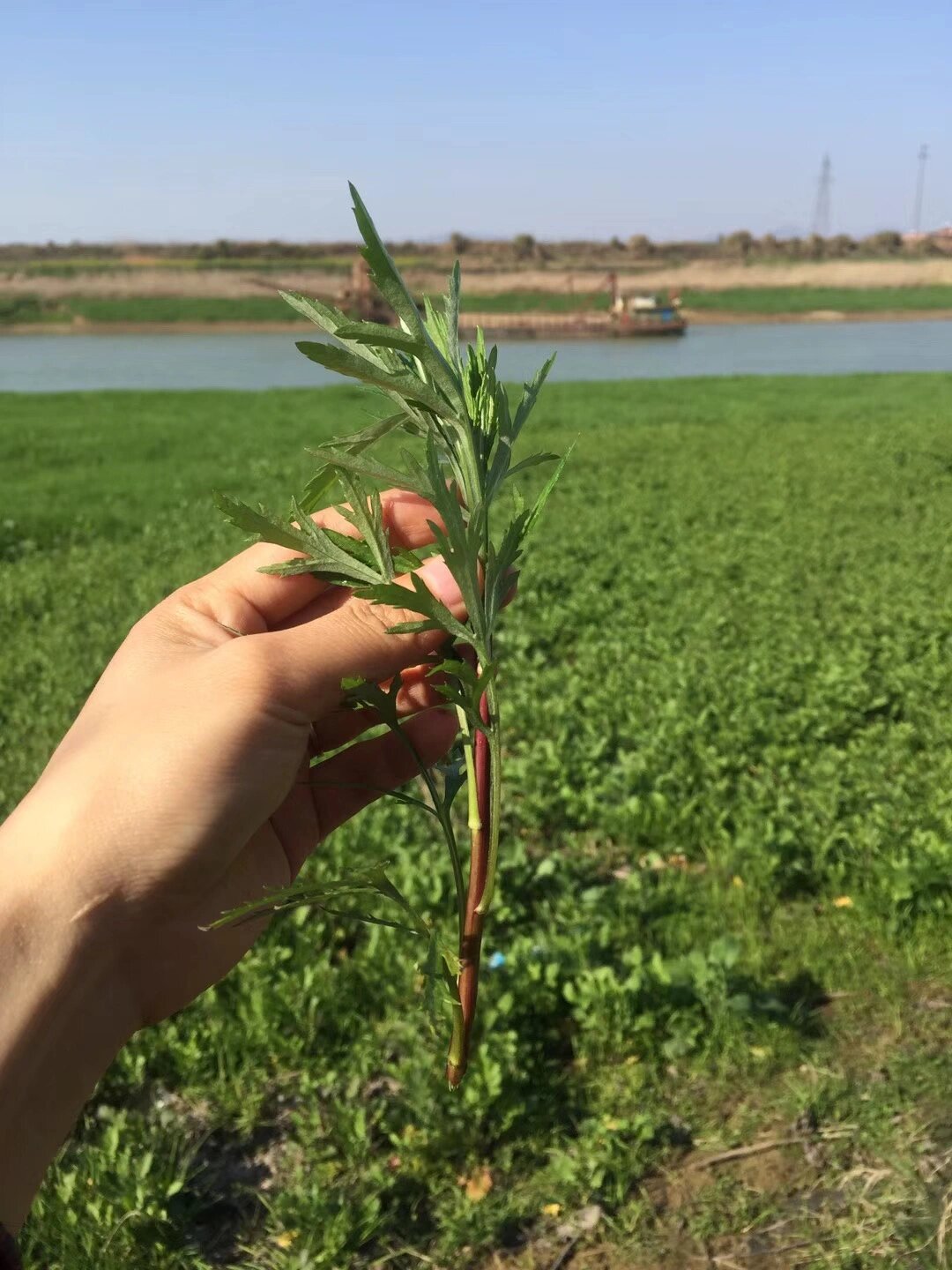 野菜藜蒿图片图片