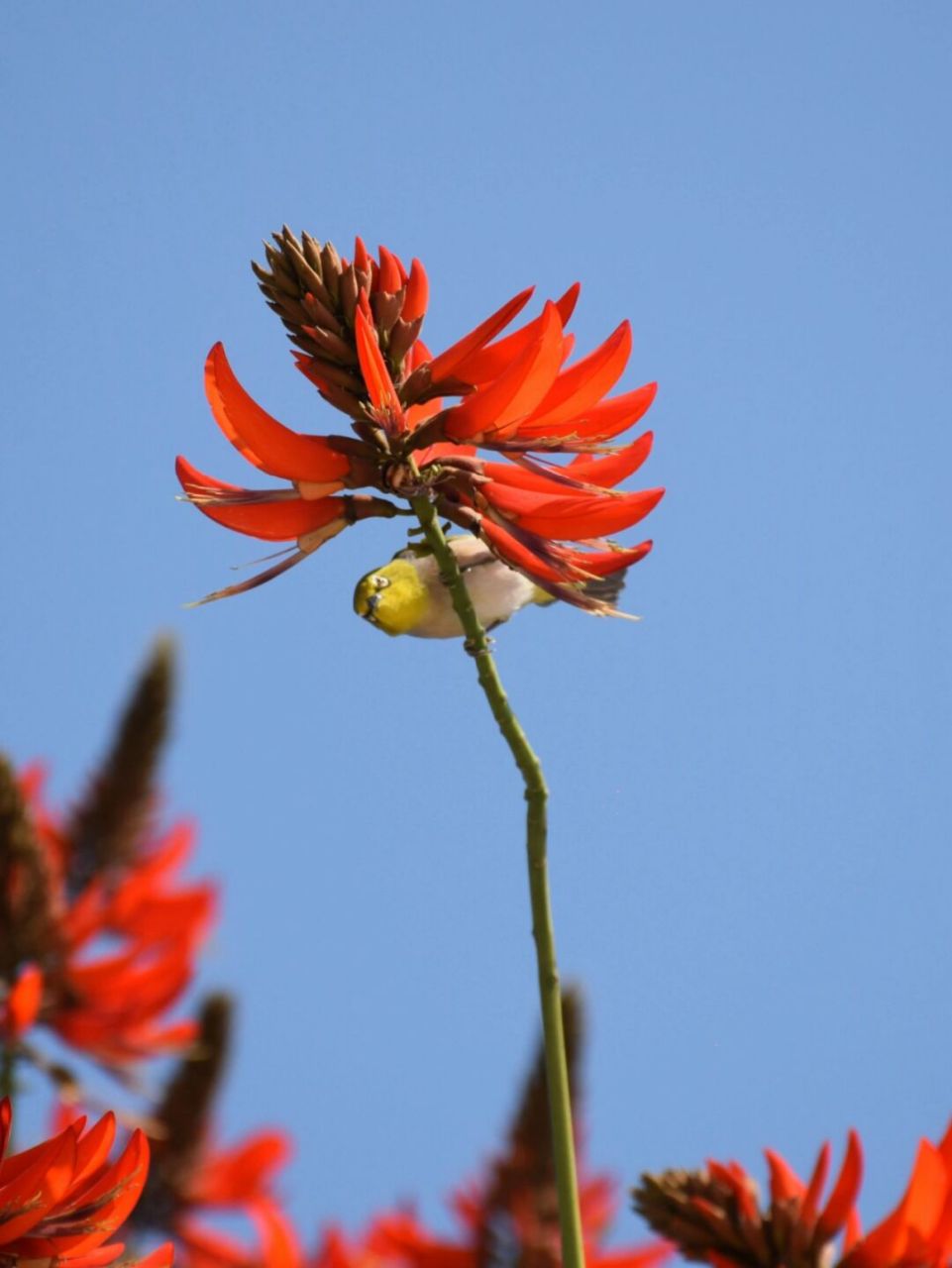 泉州市花刺桐花图片