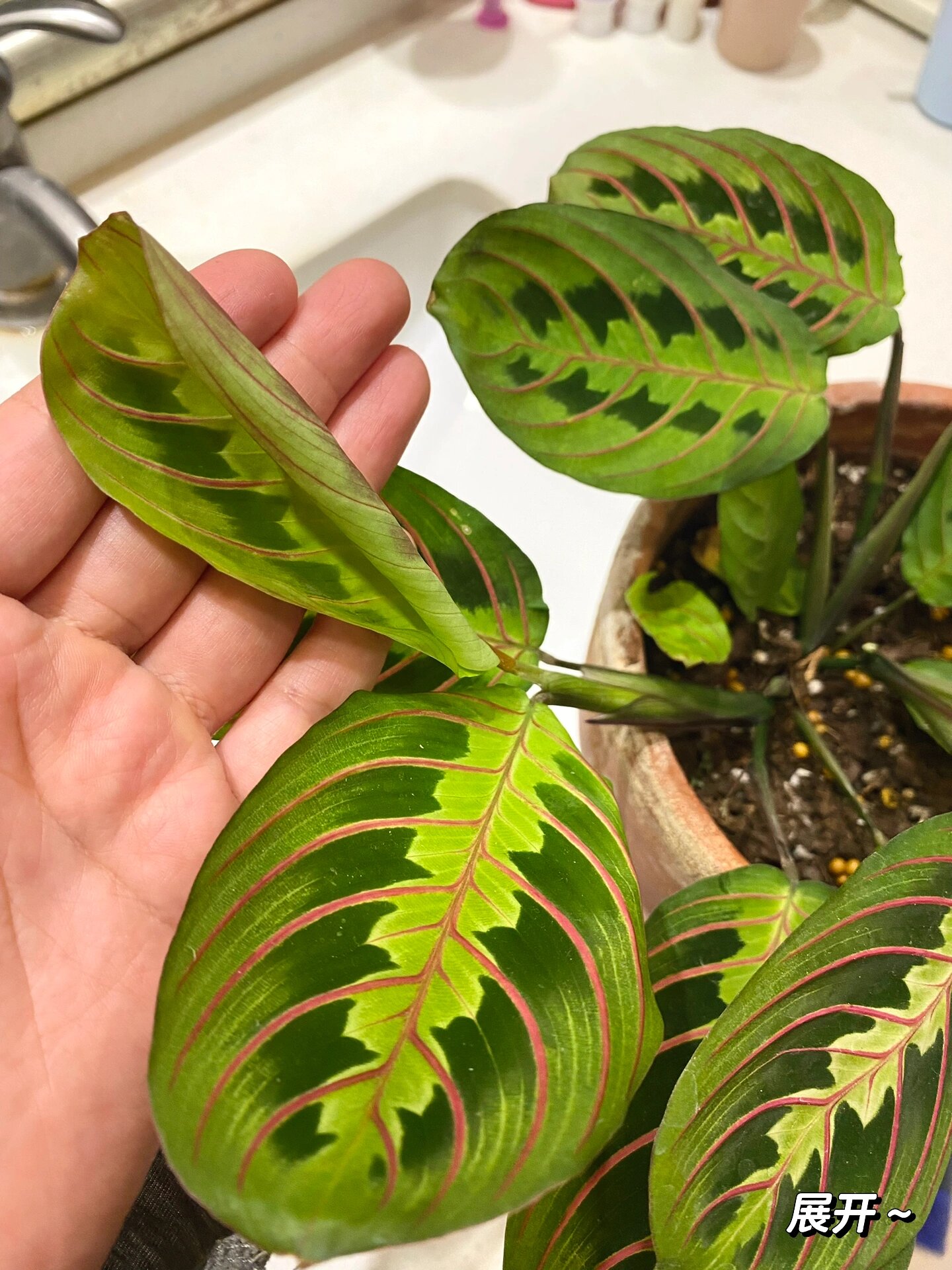 91之前油画竹芋没养多久就叶片焦边挂掉了,这次入手蝉叶竹芋还有