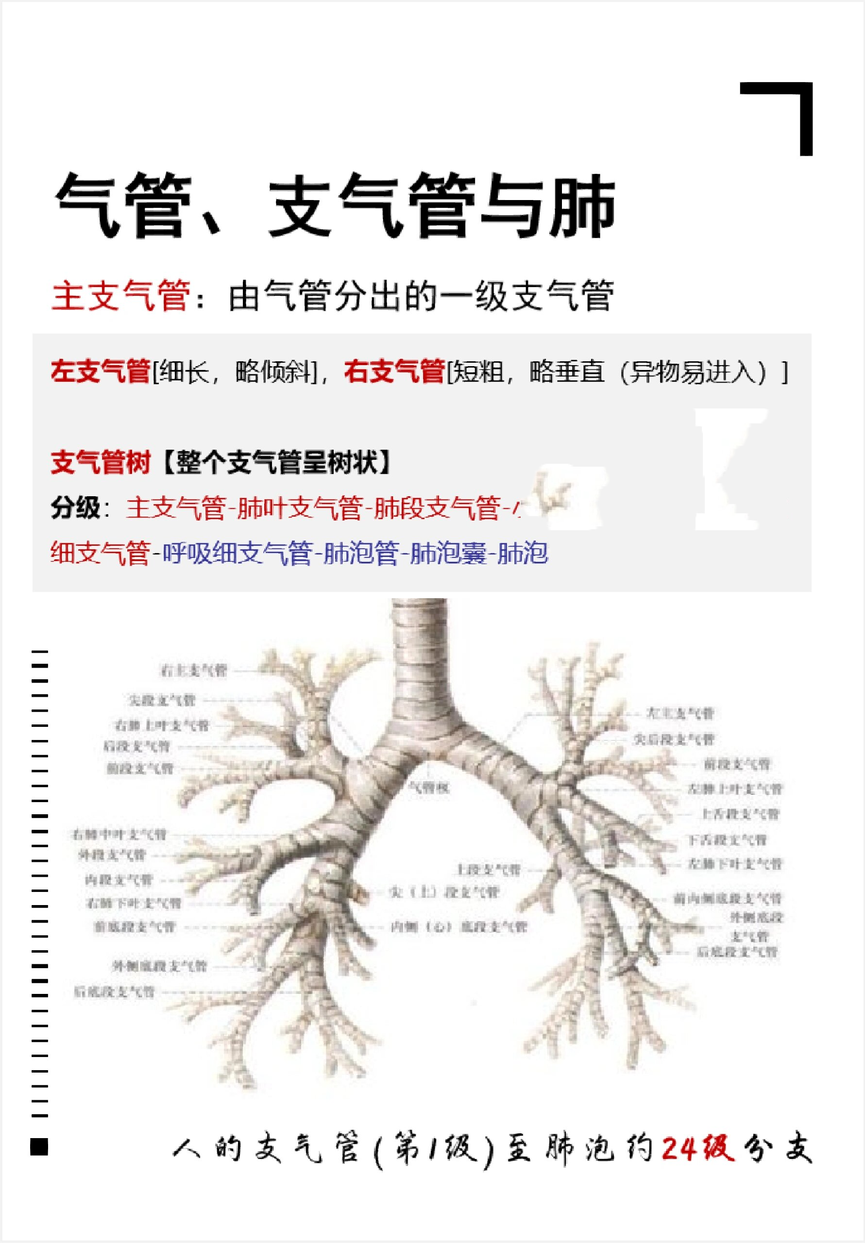 支气管解剖结构图片