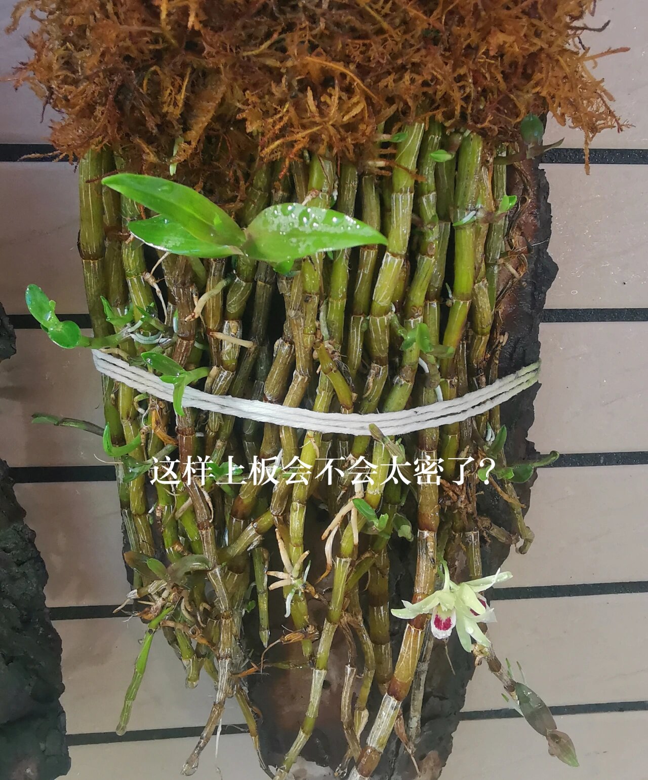 一包发霉的干石斛 朋友的一包铁皮石斛发霉了.我要过来试一下下运气.