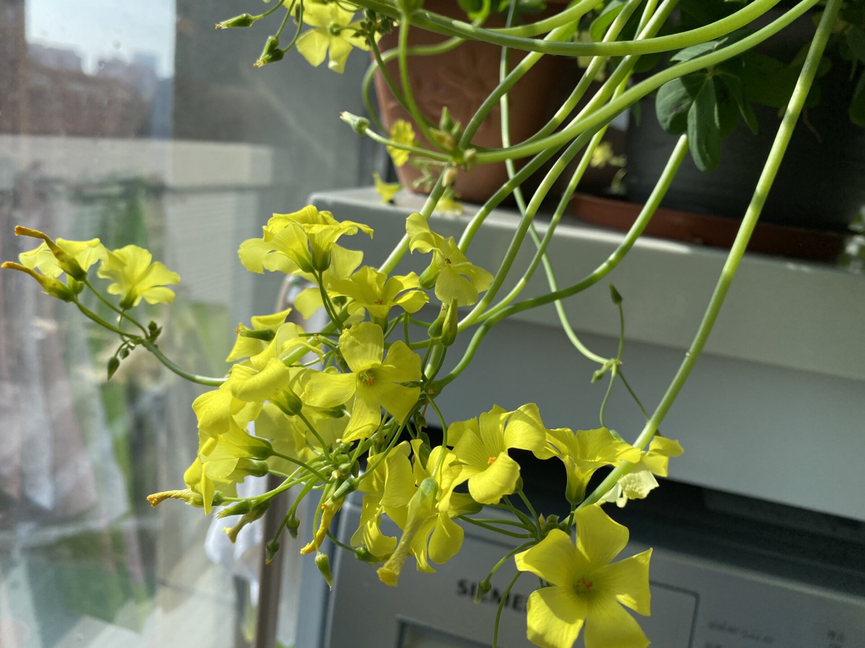 酢浆草———黄麻子 黄麻子从来不会让我失望,每年都能开出满满的一盆