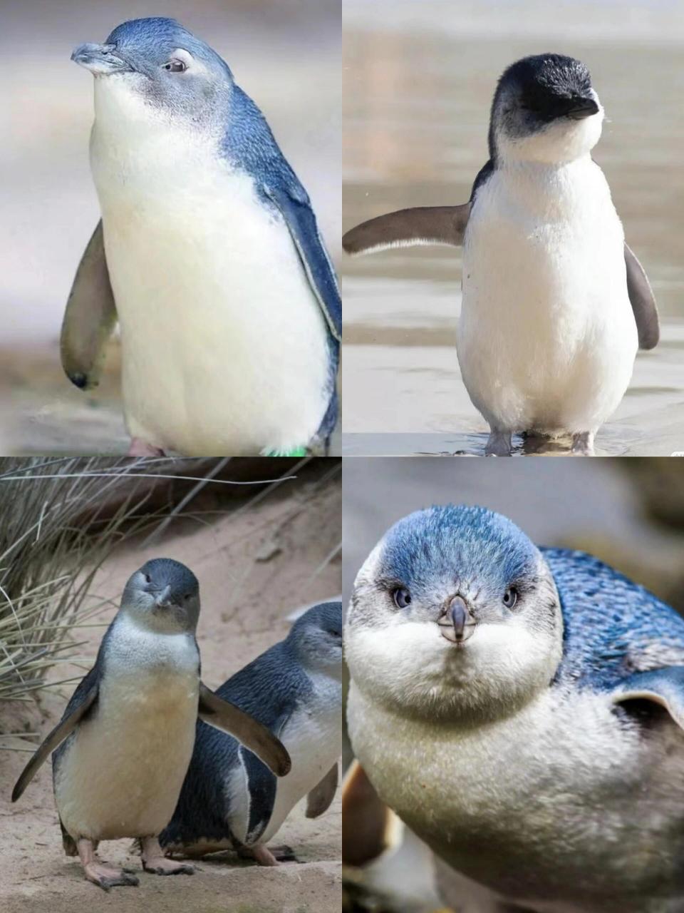 🇦🇺来澳大利亚旅行当然要会会当地的小动物啦澳洲被称为"没有