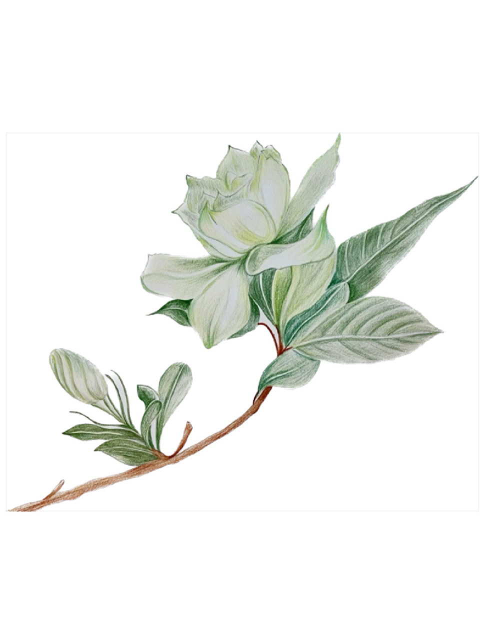 彩铅画#栀子花#附详细步骤图 色号 7315马可tribute大师系列120色