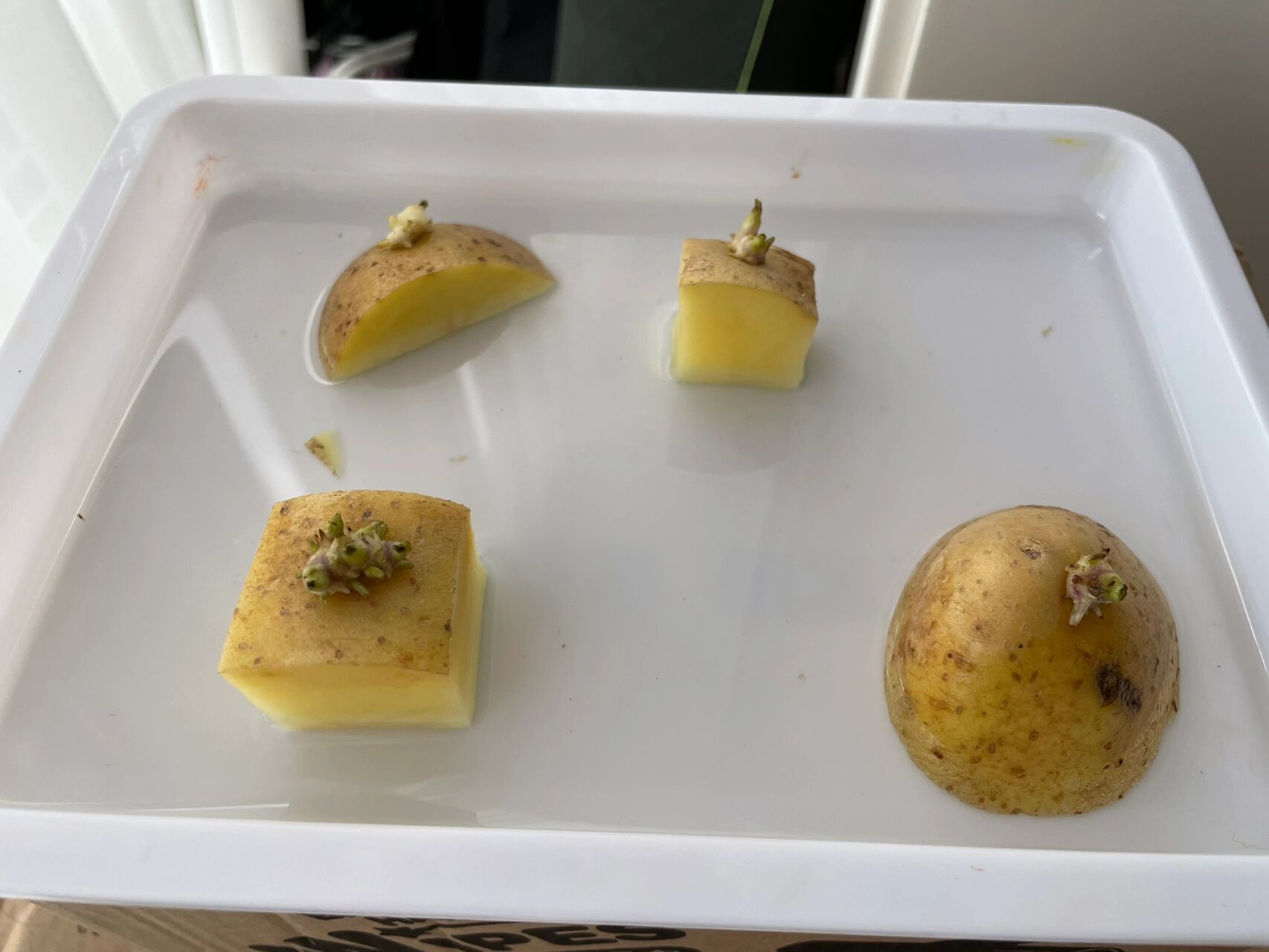 试试水培土豆 土豆长芽了,看看能不能养成植物.