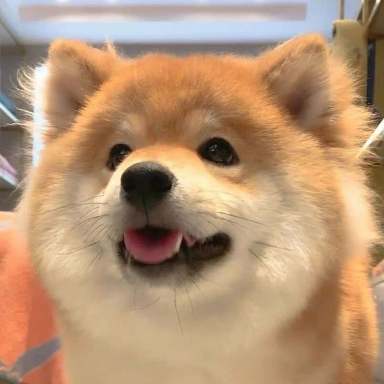 可可爱爱小狗头像