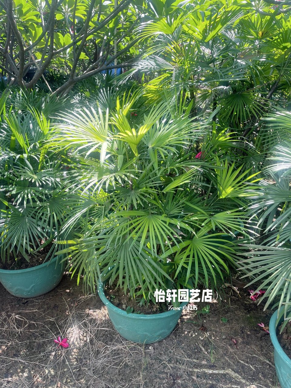 你看过的棕竹 大叶棕竹,小叶棕竹,金山棕 大型,小型的都有 棕竹是造景