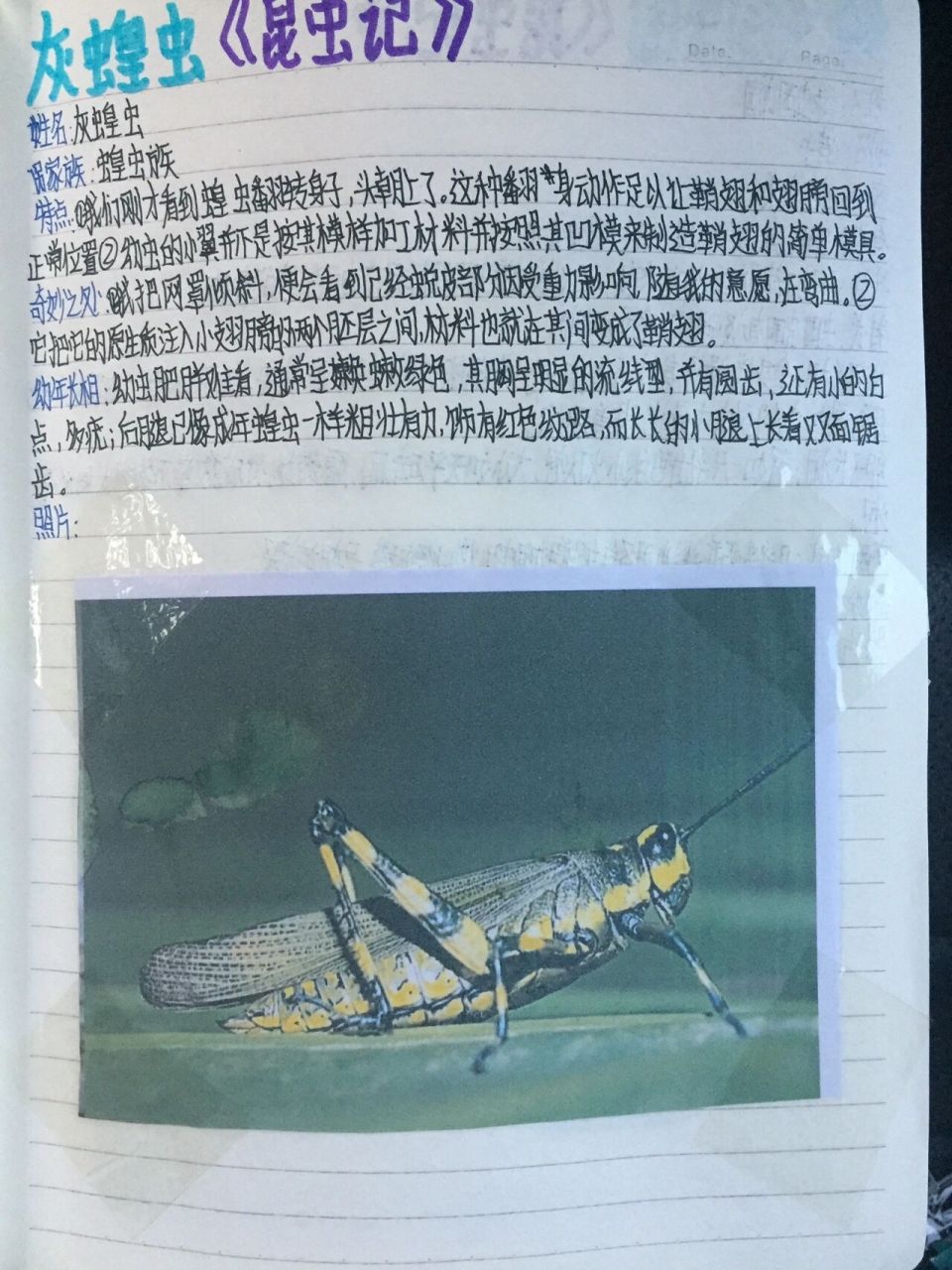 灰蝗虫昆虫图鉴  礼貌拿图 点个赞加关注再抄哦!