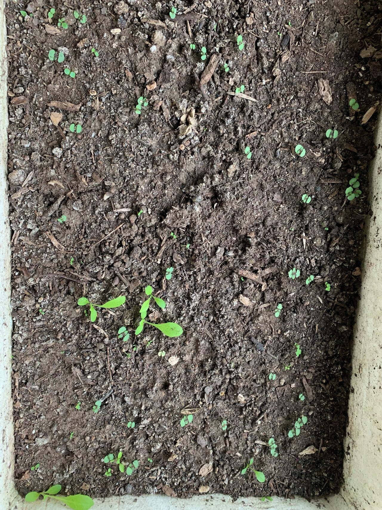 紫苏终于发芽97了 一直以为图4那几棵大的是紫苏苗,还想怎么才发出