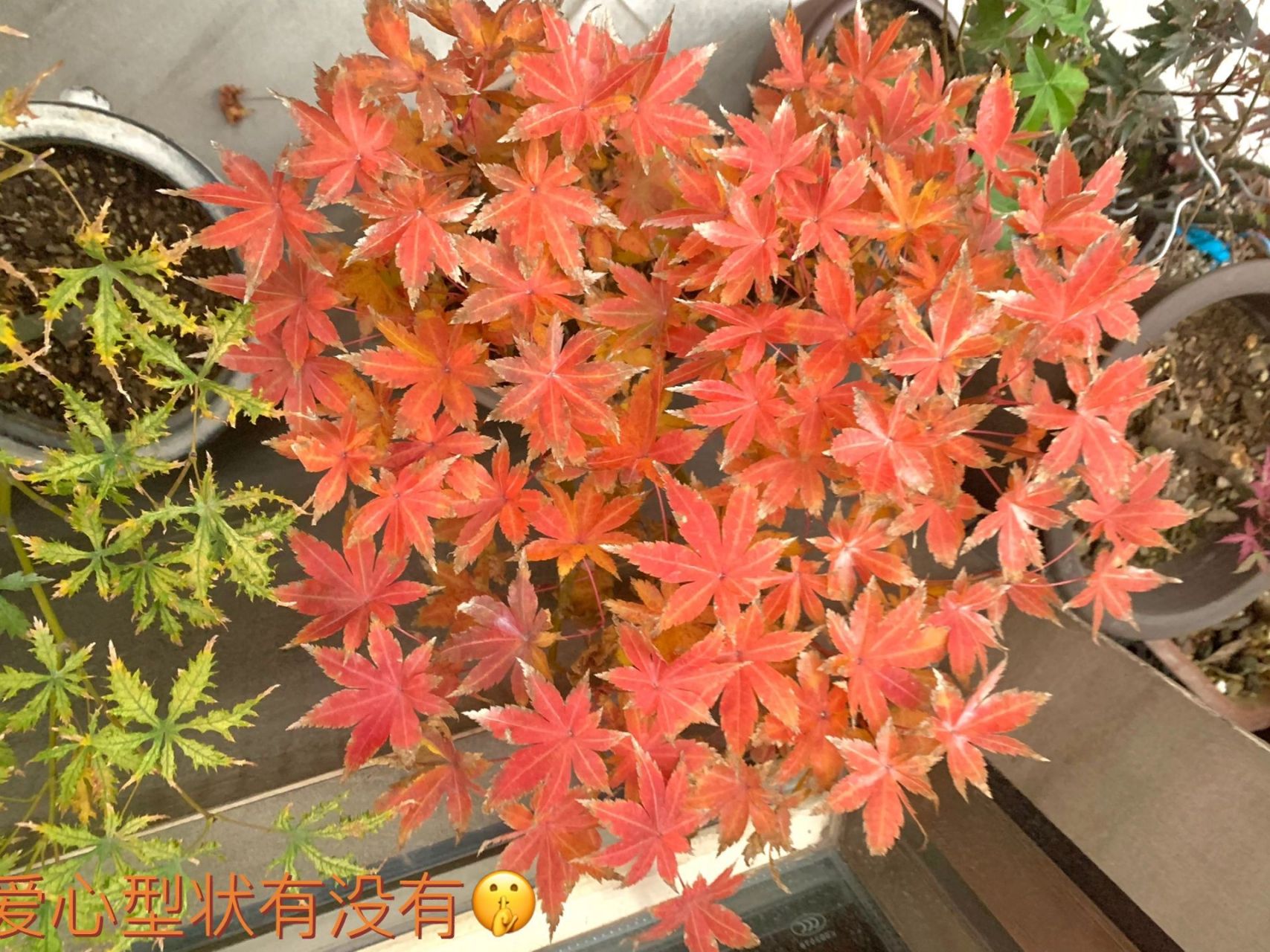 枫树-夏金一年色彩变化录 夏金值得拥有的一个品种,春天是亮黄持续不