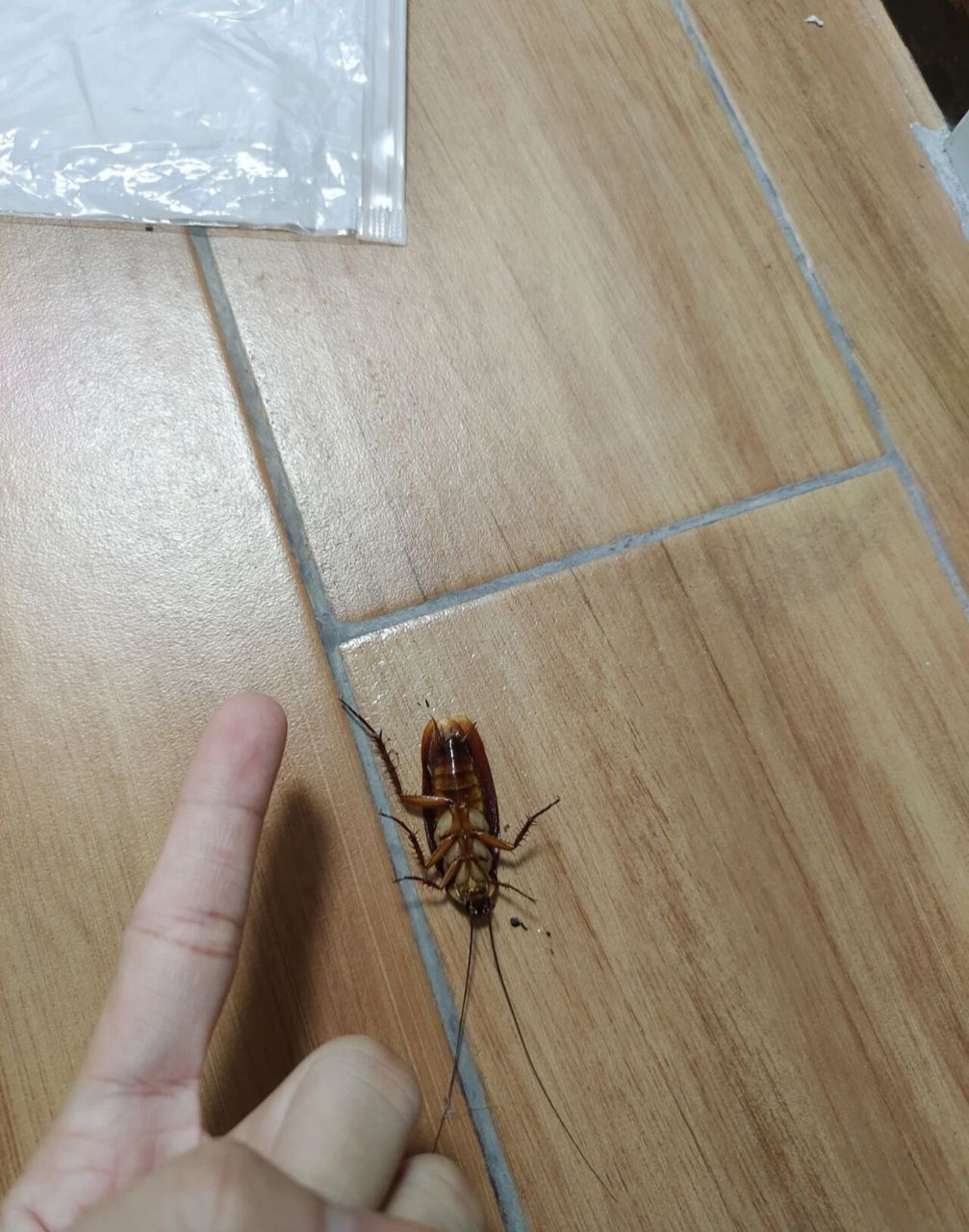 海南的蟑螂 关于海南的蟑螂有多大,这个只是很普通的个头,我见到过