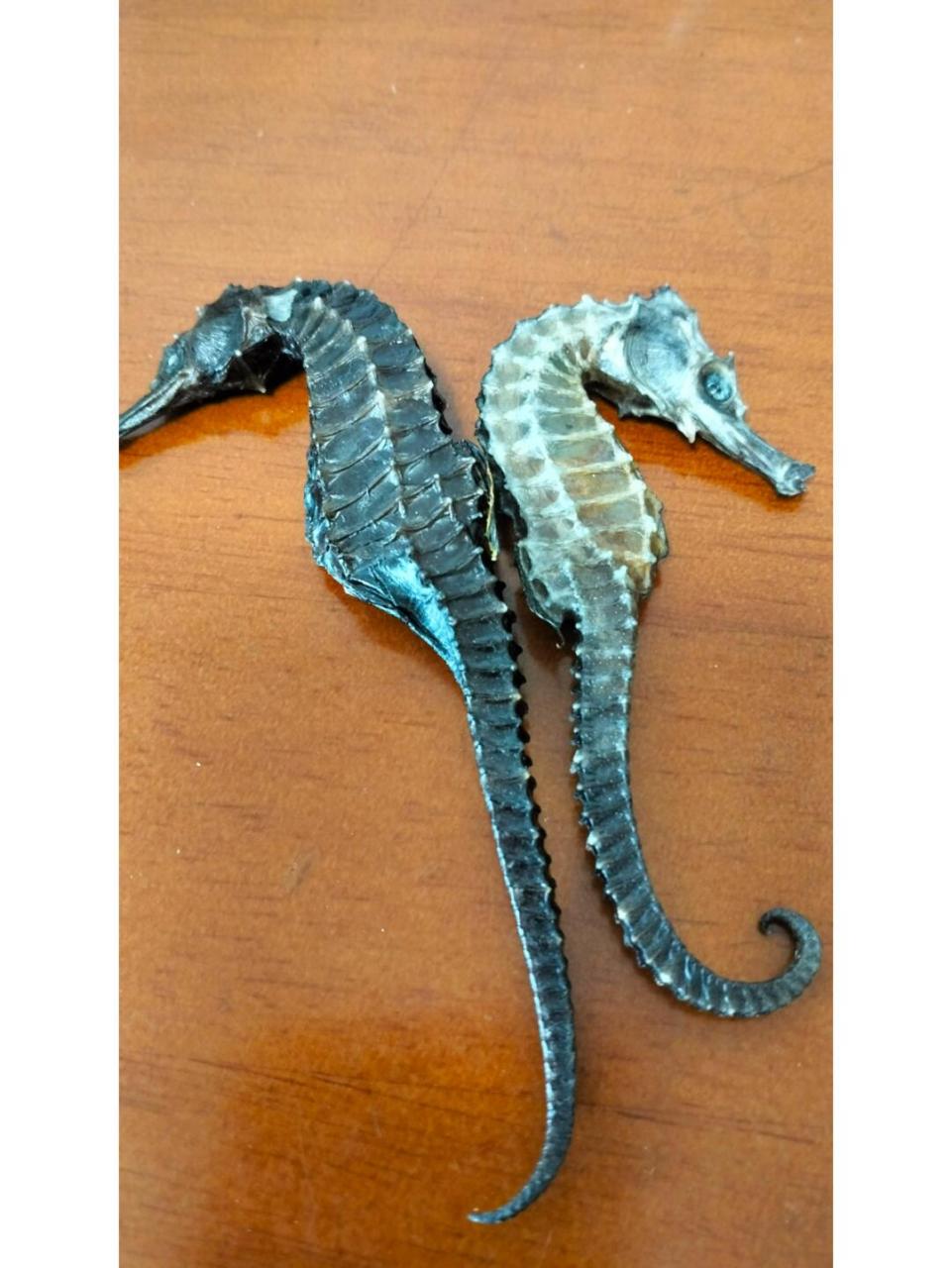 线纹海马干药典品种海南产地02 0202#谭门港#0202#海马干