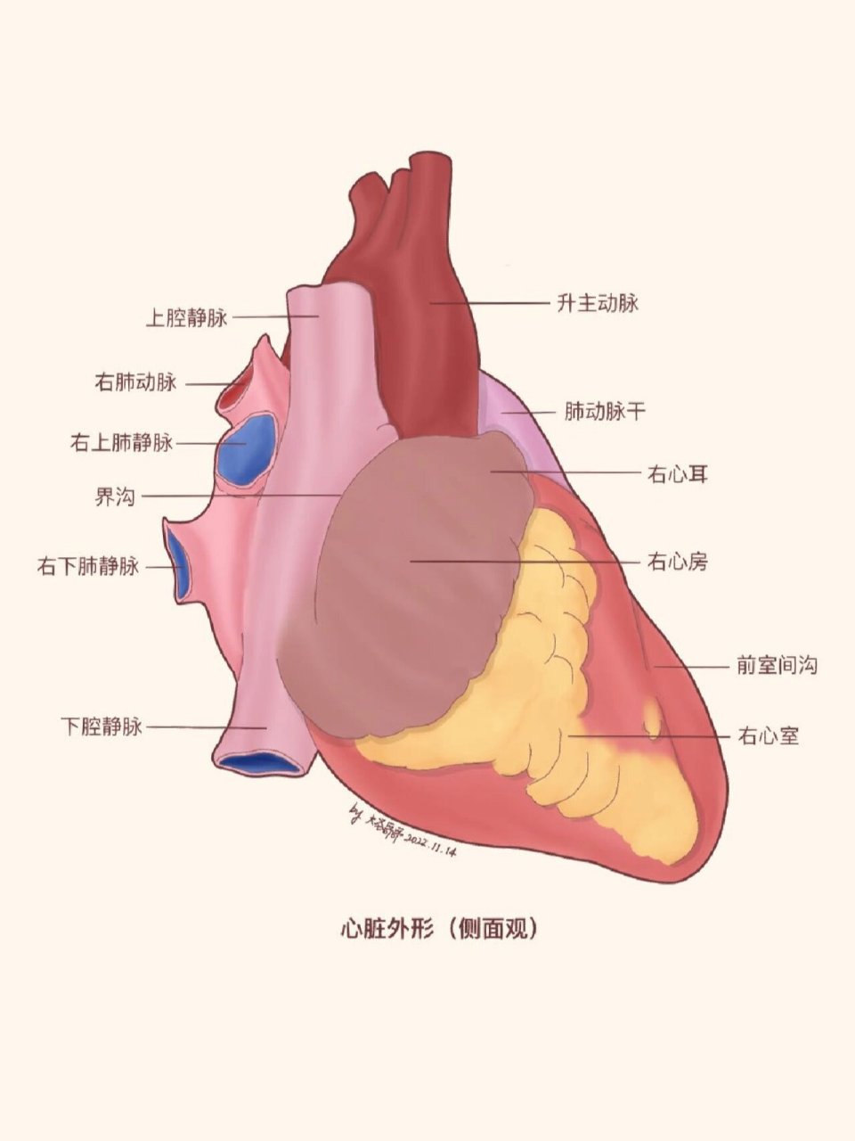 心脏前壁后壁等部位图图片