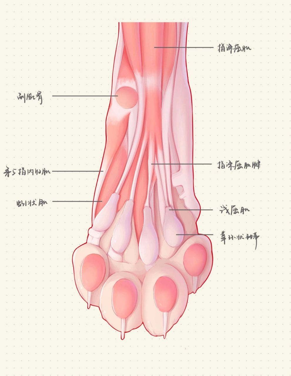 兽医医学笔记 | 猫猫爪爪的解剖长这样 第一次画兽医的内容,办公室有