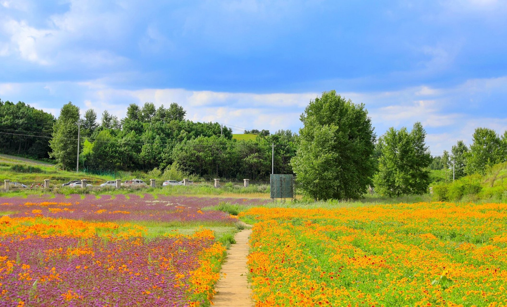 威宁黔韵紫海 花开