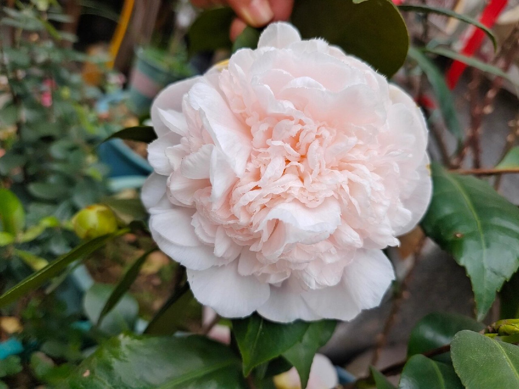 戴氏之歌茶花 戴氏真的又大又好看,名不虚传