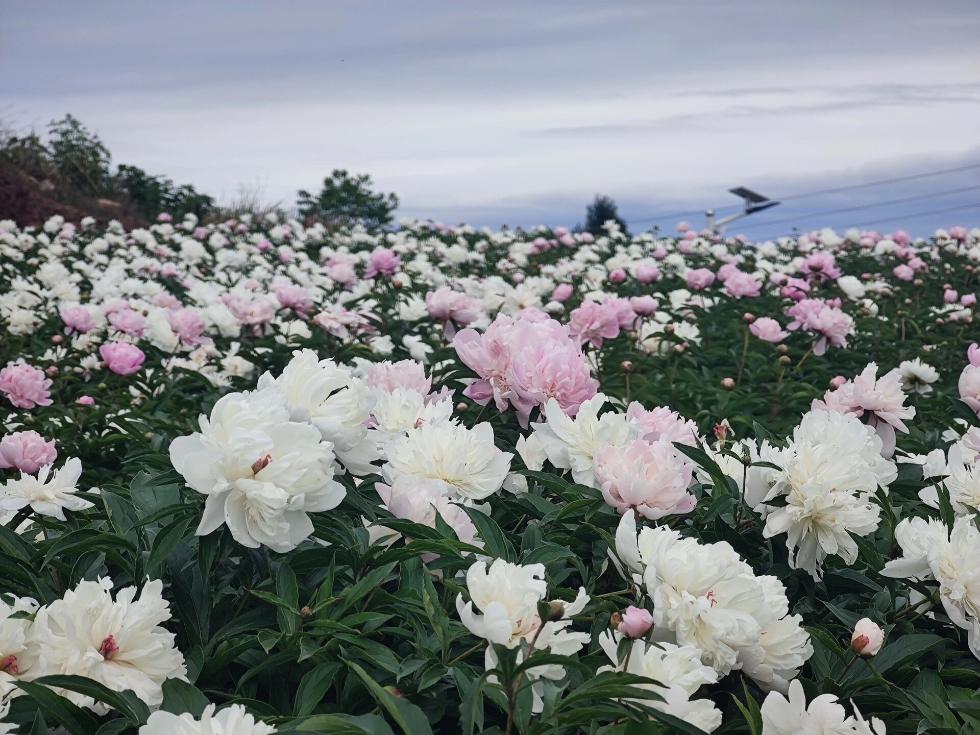 中江六松芍药图片