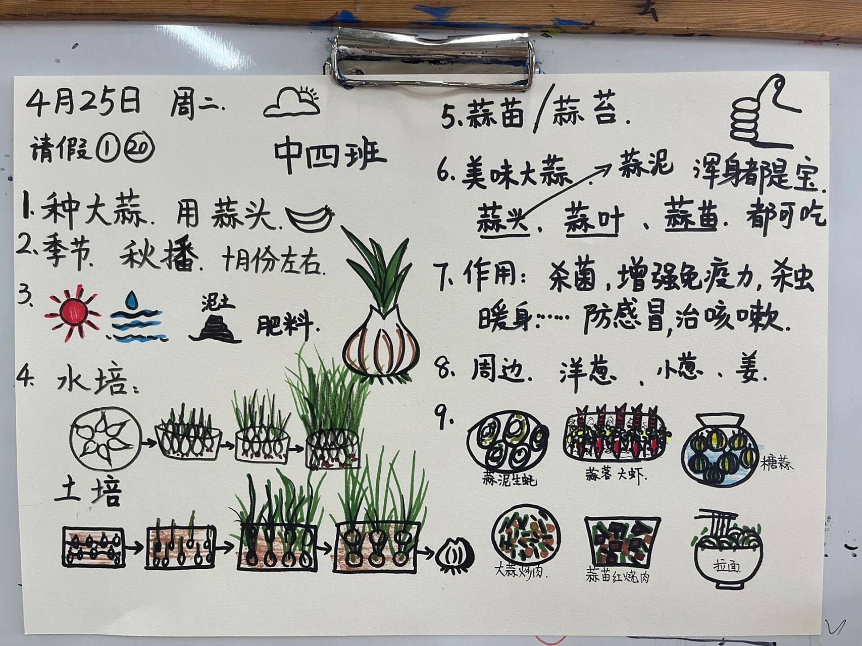 幼儿园晨间谈话思维导图大蒜