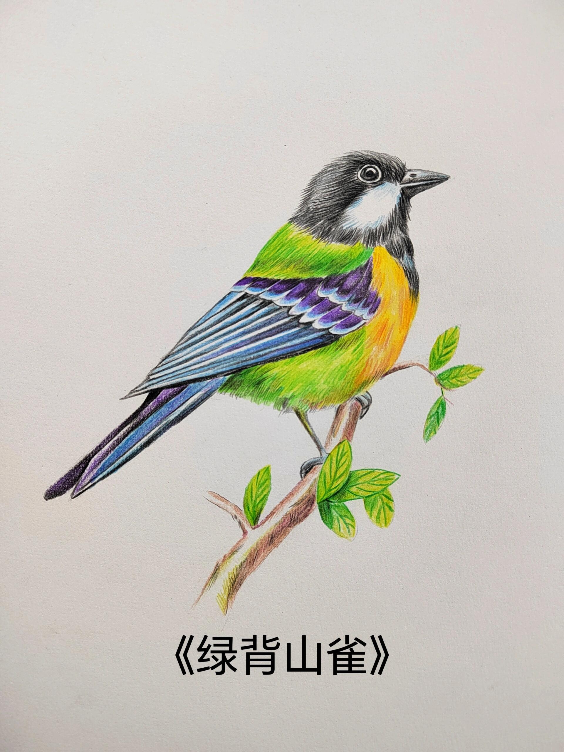 简单易学的彩铅鸟类绿背山雀画法