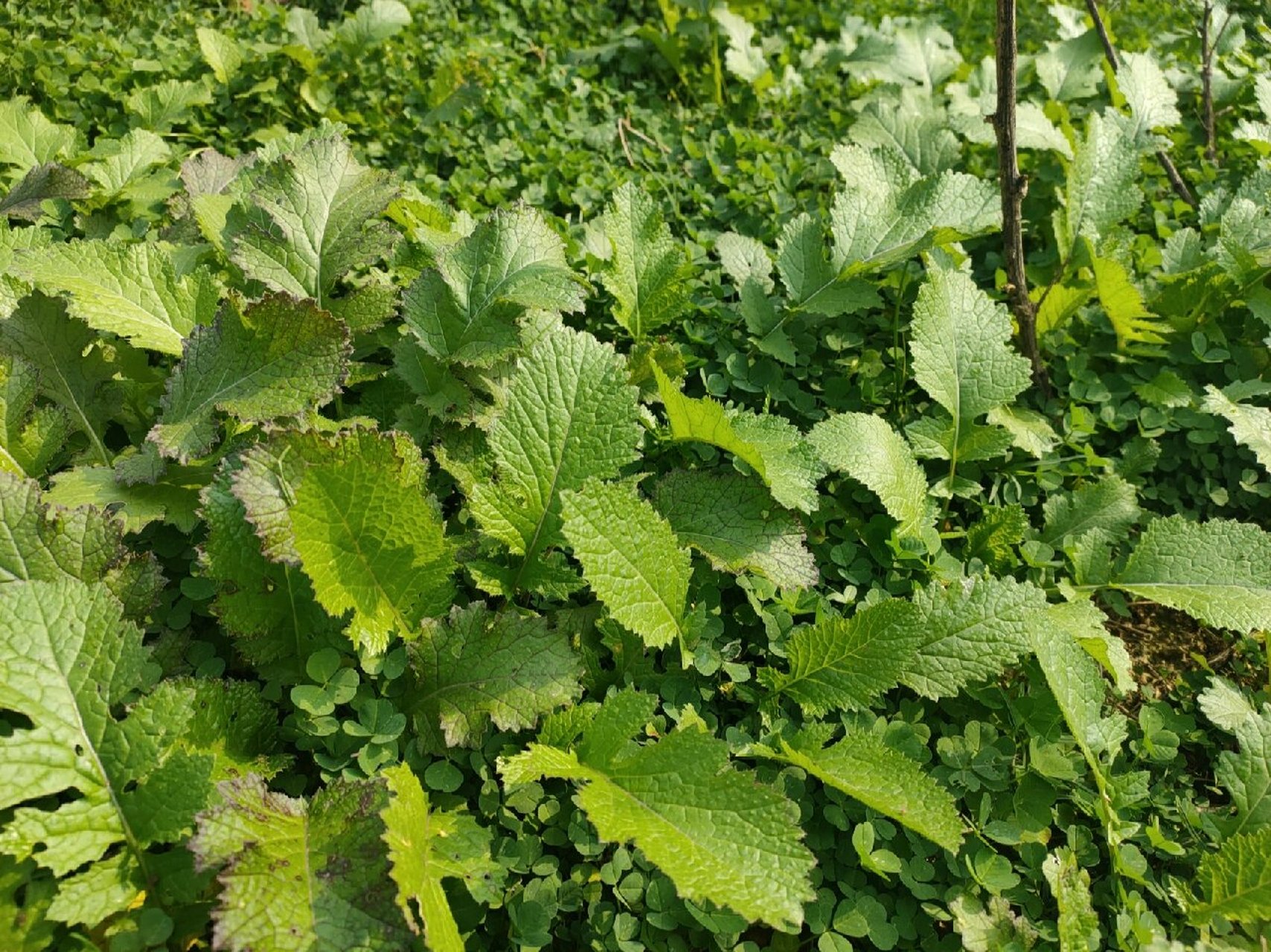 野生雪里红 发现了一片野生雪里红